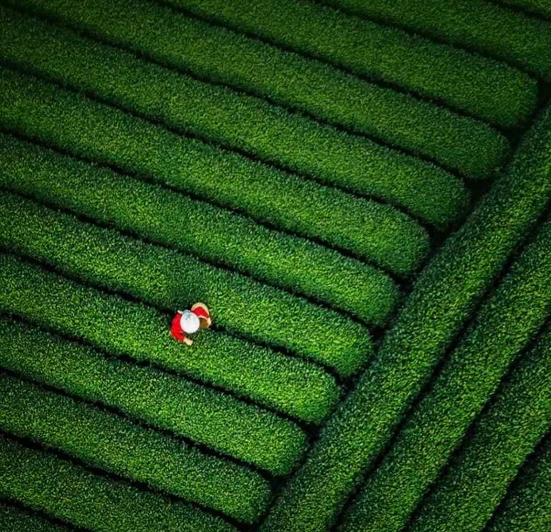 Aerial view of tea bushes in rows on a hillside in western Hunan, with one tea picker