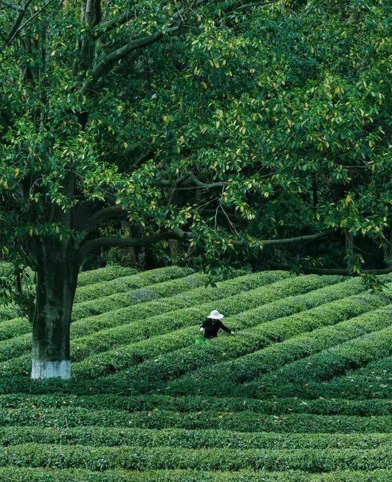 A tea picker in a white sun hat working between rows of tea bushes under a large tree